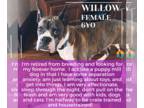 Boxer DOG FOR ADOPTION RGADN-1386802 - Willow *Foster Needed* - Boxer (short