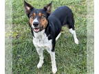 Border-Aussie DOG FOR ADOPTION RGADN-1386805 - Keno - Border Collie / Australian
