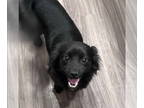 Schipperke-Spaniel Mix DOG FOR ADOPTION RGADN-1386823 - Austin *Arriving 11/2* -