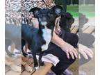 Jack Chi DOG FOR ADOPTION RGADN-1386831 - MinnieMarie *Arriving 11/2* -