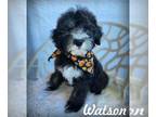 Labrador Retriever Mix DOG FOR ADOPTION RGADN-1386834 - Watson - Labrador
