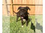 Tibetan Terrier-Wheaten Terrier Mix DOG FOR ADOPTION RGADN-1386836 - SnoopDogg