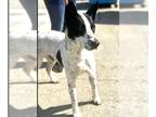 Dalmatian Mix DOG FOR ADOPTION RGADN-1386851 - *DOMINOE - Dalmatian / Mixed