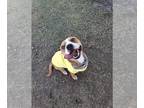 Boxer Mix DOG FOR ADOPTION RGADN-1386854 - *BELLA - Boxer / Mixed (medium coat)