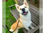 Goberian DOG FOR ADOPTION RGADN-1386867 - *LAWRENCE - Siberian Husky / Golden