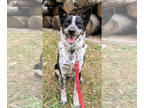 Australian Shepherd Mix DOG FOR ADOPTION RGADN-1386875 - Ricochet - Australian