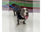 Basset Hound Mix DOG FOR ADOPTION RGADN-1386877 - Slinky - Basset Hound /