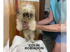 Shih Tzu DOG FOR ADOPTION RGADN-1386878 - Colin Robinson (Benefactor Puppy) -