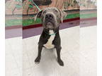 Labrador Retriever Mix DOG FOR ADOPTION RGADN-1386879 - Henry - Labrador