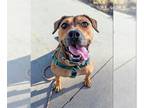 Rhodesian Ridgeback Mix DOG FOR ADOPTION RGADN-1386880 - MIRACLE - Rhodesian