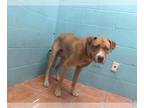 Rhodesian Ridgeback DOG FOR ADOPTION RGADN-1386883 - BOURBON - Rhodesian