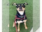 Doberman Pinscher Mix DOG FOR ADOPTION RGADN-1386885 - POLLY - Doberman Pinscher