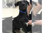 Great Dane Mix DOG FOR ADOPTION RGADN-1386890 - Dog - Great Dane / Mixed (medium
