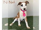 Bull Terrier Mix DOG FOR ADOPTION RGADN-1386901 - Neil - Bull Terrier / Mixed