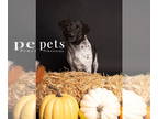 Beagle Mix DOG FOR ADOPTION RGADN-1386909 - Ebbets aka Franklin CO - #22 Bulado