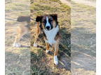 Collie Mix DOG FOR ADOPTION RGADN-1386915 - Lassie - Collie / Mixed Dog For