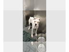 Boxer DOG FOR ADOPTION RGADN-1386928 - Pierre - Boxer Dog For Adoption