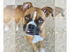 Boxer DOG FOR ADOPTION RGADN-1386929 - Serenity - Boxer Dog For Adoption