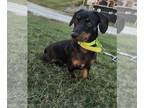 Dachshund DOG FOR ADOPTION RGADN-1386930 - Hattie - Dachshund Dog For Adoption