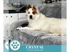 Border Collie Mix DOG FOR ADOPTION RGADN-1386938 - Crystal 101224 - Border