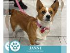 Pembroke Welsh Corgi DOG FOR ADOPTION RGADN-1386939 - Janni 101224 - Corgi Dog