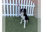 Border Collie DOG FOR ADOPTION RGADN-1386943 - Huebert A590941 - Border Collie