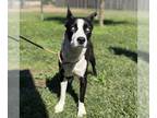 Border Collie-Siberian Husky Mix DOG FOR ADOPTION RGADN-1386948 - Wendy A590571
