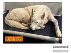Huskies Mix DOG FOR ADOPTION RGADN-1386950 - MARTIN - Husky / Mixed (medium