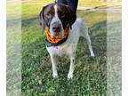 German Shorthaired Pointer Mix DOG FOR ADOPTION RGADN-1386957 - Cleatus - German