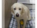 Great Pyrenees DOG FOR ADOPTION RGADN-1386967 - CINDERELLA - Great Pyrenees