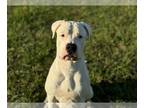 Dogo Argentino Mix DOG FOR ADOPTION RGADN-1386972 - ORBIT - Dogo Argentino /