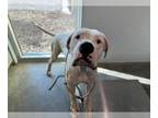 Dogo Argentino DOG FOR ADOPTION RGADN-1386974 - TRIDENT - Dogo Argentino (medium