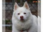 Huskies -Pomeranian Mix DOG FOR ADOPTION RGADN-1386975 - ATLAS - Pomeranian /