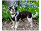 Shih Tzu DOG FOR ADOPTION RGADN-1386976 - Etta TX - Shih Tzu (long coat) Dog For