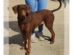 Doberman Pinscher DOG FOR ADOPTION RGADN-1386978 - Daisy Dobi * - Doberman