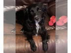Spaniel Mix DOG FOR ADOPTION RGADN-1386980 - Huckleberry Finn - Spaniel / Mixed