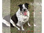 Border Collie Mix DOG FOR ADOPTION RGADN-1386981 - Cutie Patootie *LOCAL* -