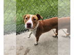 American Staffordshire Terrier Mix DOG FOR ADOPTION RGADN-1386984 - Marnie -