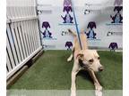 Boxador DOG FOR ADOPTION RGADN-1386986 - SYMBA - Labrador Retriever / Boxer /