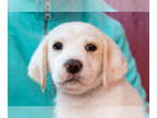 Great Pyrenees Mix DOG FOR ADOPTION RGADN-1386998 - Strawberry Sundae - Great