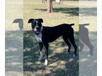 Boxer DOG FOR ADOPTION RGADN-1387004 - Nova - Boxer Dog For Adoption