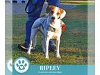 Raggle DOG FOR ADOPTION RGADN-1387007 - Ripley 101224 - Beagle / Rat Terrier /
