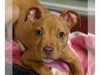 American Pit Bull Terrier Mix DOG FOR ADOPTION RGADN-1387008 - Buford - American