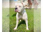 Boxer Mix DOG FOR ADOPTION RGADN-1387021 - ESTRELLA - Boxer / Mixed (medium