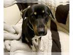 Rottweiler Mix DOG FOR ADOPTION RGADN-1387040 - LUCKY - Rottweiler / Mixed