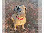 Mastiff DOG FOR ADOPTION RGADN-1387045 - MAGGIE - Mastiff (medium coat) Dog For