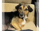 Beagle DOG FOR ADOPTION RGADN-1387049 - GIDGET - Beagle (medium coat) Dog For