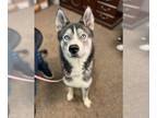Siberian Husky DOG FOR ADOPTION RGADN-1387051 - APPA - Siberian Husky (medium