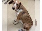Black and Tan Coonhound DOG FOR ADOPTION RGADN-1387055 - WILL - Black and Tan