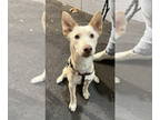 Huskies Mix DOG FOR ADOPTION RGADN-1387063 - Whitbier - Husky / Mixed (medium